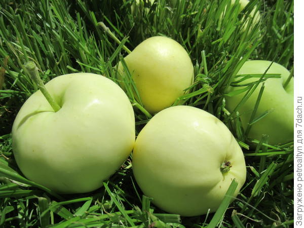 самая ранняя, наверное белый налив?