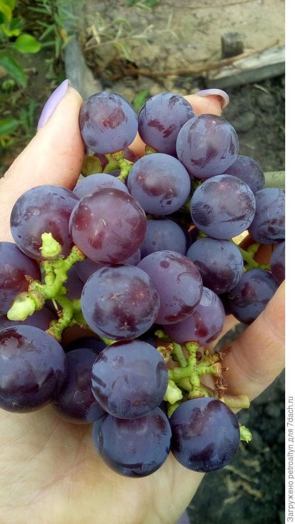толстошкурый виноград, с крупной косточкой, наверное, винный сорт?