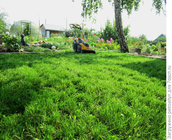 Первый покос нового газона окончен