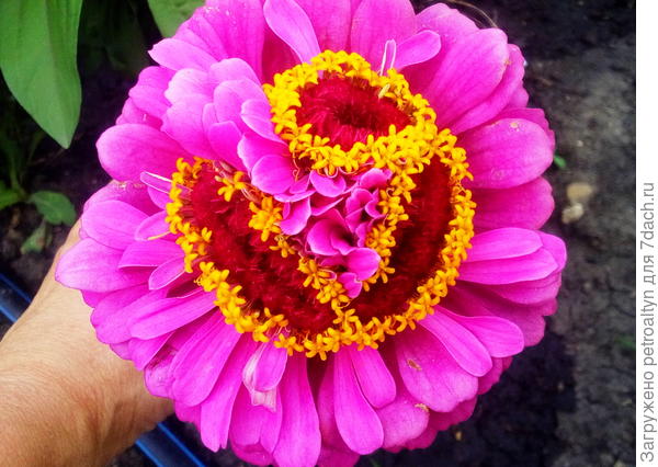 вот такая циния была у меня странная