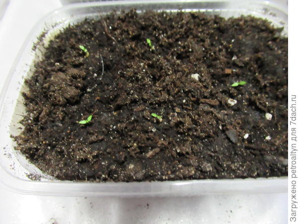 посев 08.01. всходы - 18.01. фото 24.01