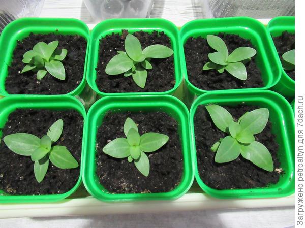 сегодня 2 месяца со дня первых всходов.