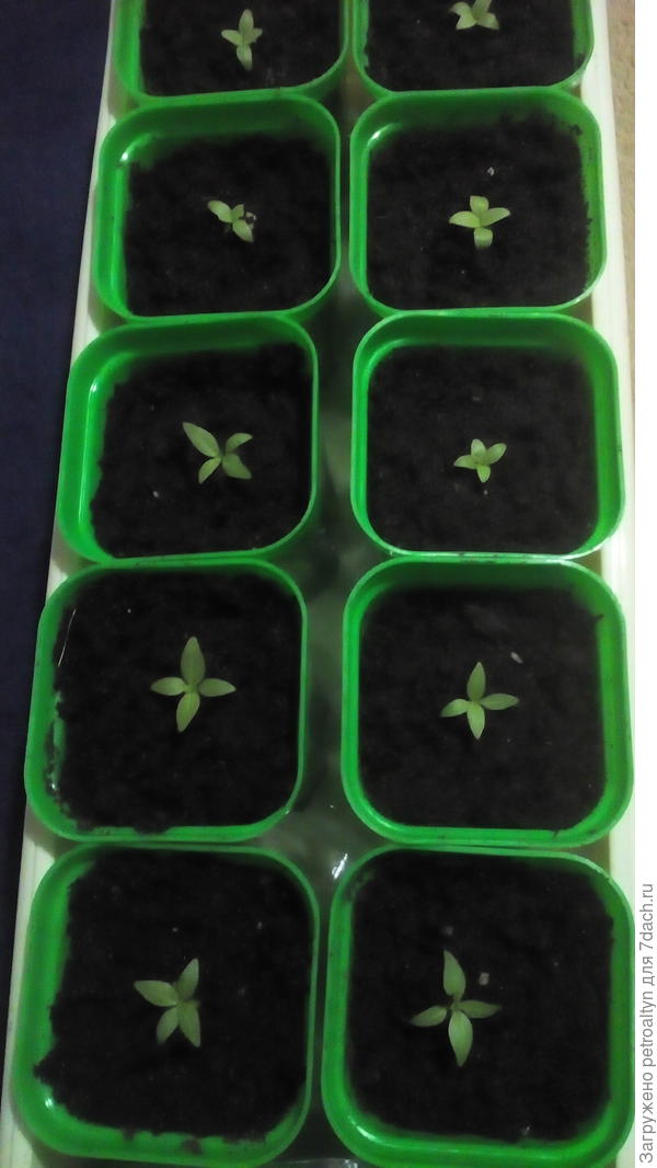 такими были 18 февраля. пересадила в горшочки.