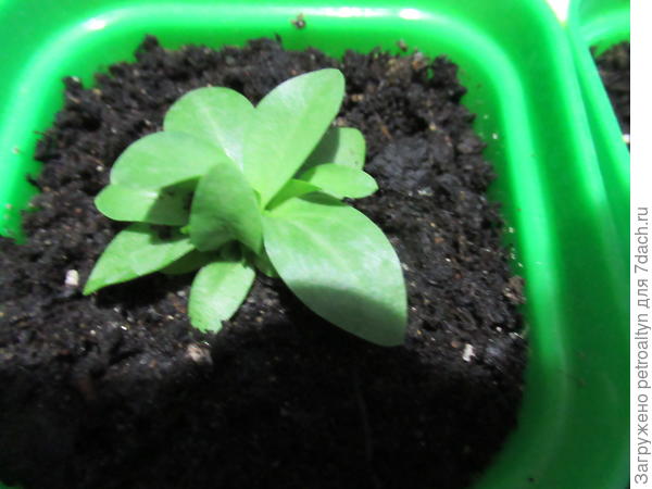 решил куститься