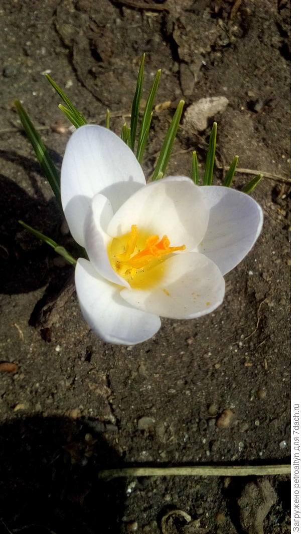 одинокий крокус