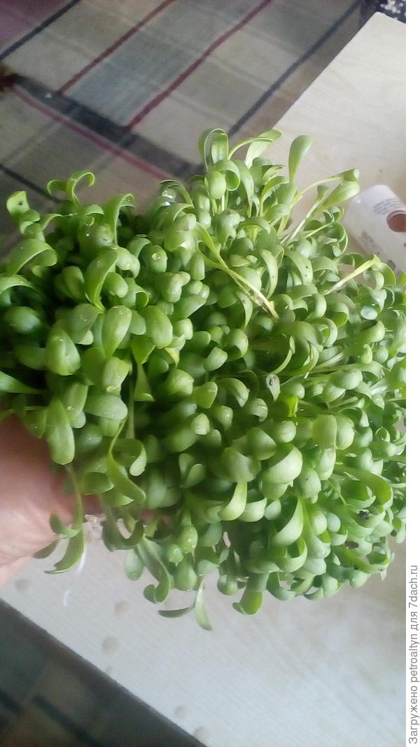 букетик первого урожая кресс-салата