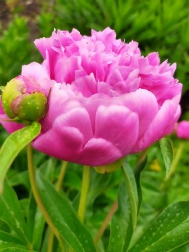 пионы только только начинают раскрывать бутоны