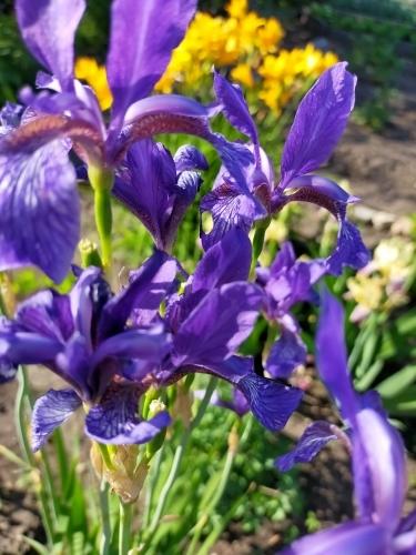 ирис уже отцвел