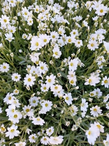 ясколка ковром бело-сизым расстелилась