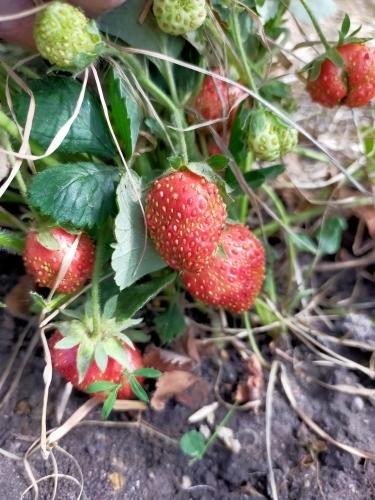 первые ягодки (в теплице)