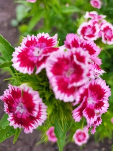 зацветает гвоздика