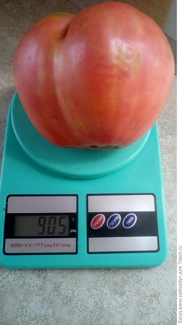 вот с первой кисти такие бывают.