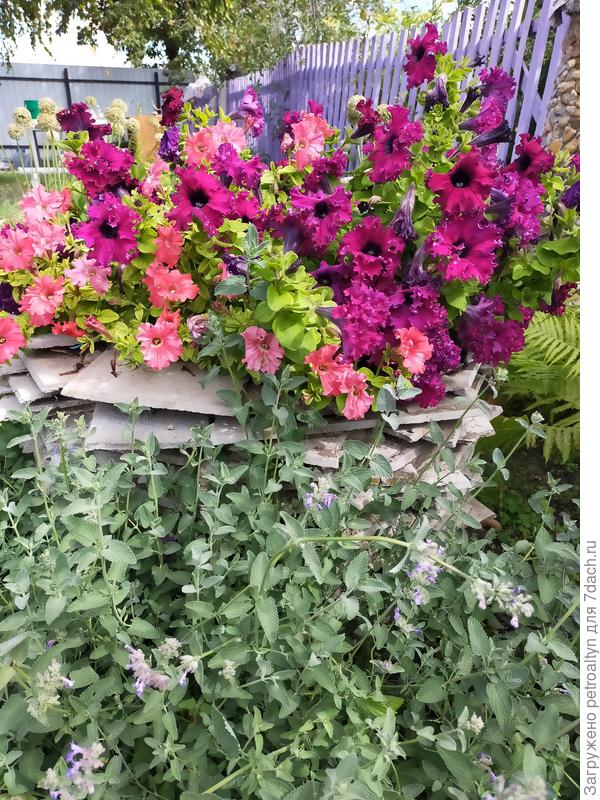 прошлогодняя, сезон  2022 г