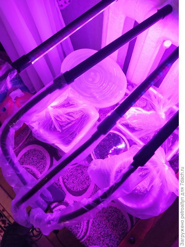 Пока поместилось все у батареи на стульчике под лампой. Там, кроме петуний еще плошки с ростками, которые пробовала в улитке просроченные прорастить. Результат средненький, но дербенник и монарда уже посажены в плошечки с зелеными росточками.