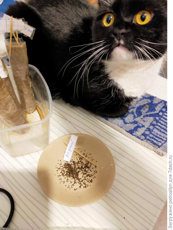 Так праздновать  или работать будем? Еще вон не все улитки накручены.