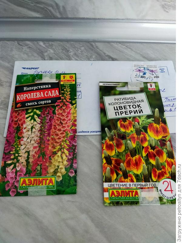 цветы уже посеяла, ратибида в улитке проклюнулась и я ее начала высаживать в землю.