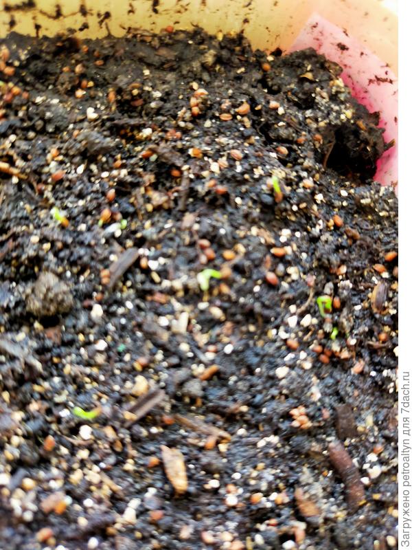 Всходит Албин