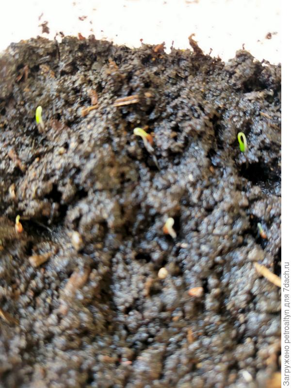 Пражский гигант рассаживаю из улитки