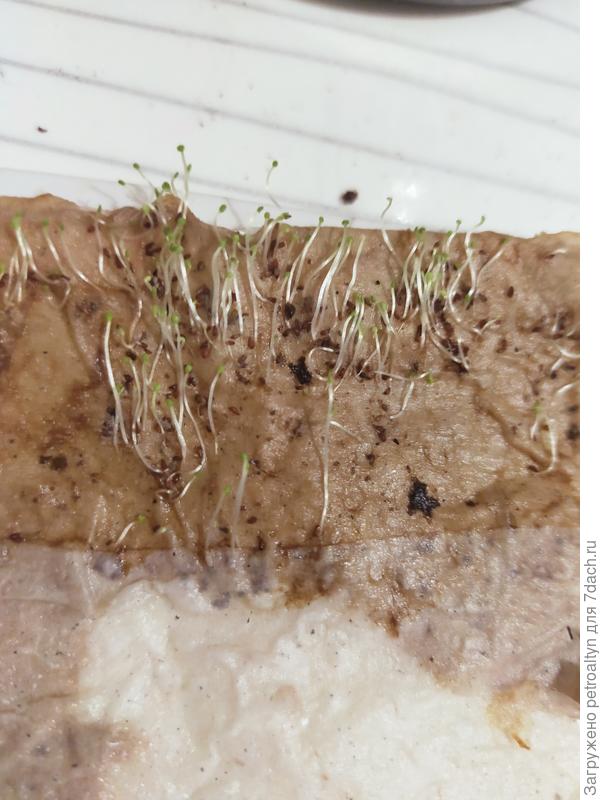 дербенник на бум.полотенце