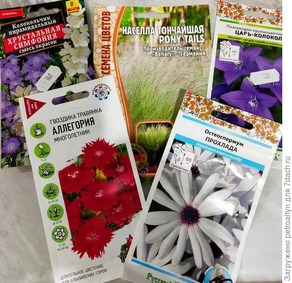 колокольчики и остеоспермум уже посеяла, на завтра злак и гвоздика