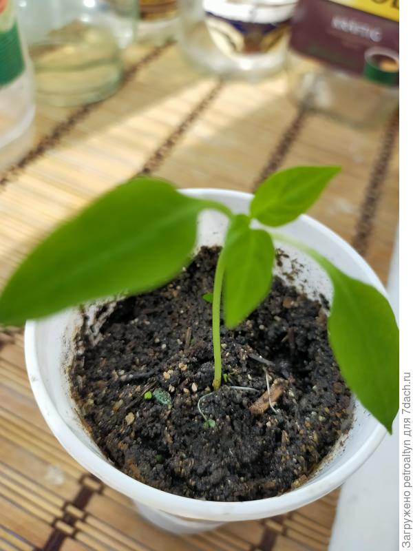 Рамиро оранжевый (семена от Полины) фото 26.03