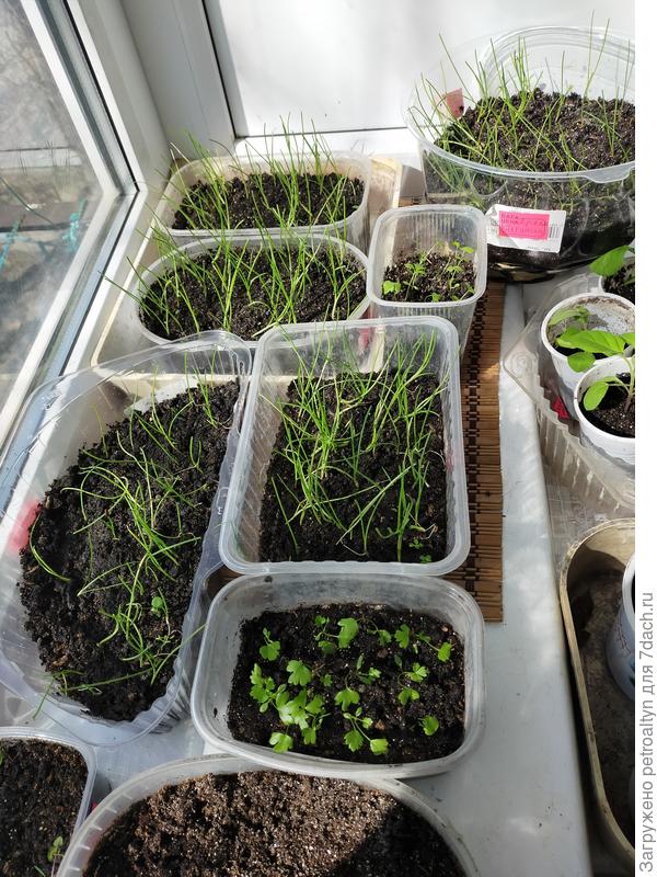 луковый уголок. Красный, Стерлинг. Ялтинский красный, Штутгартен, совсем по чуть чуть Эксибишена и Темптейшена (очень плохая всхожесть!)