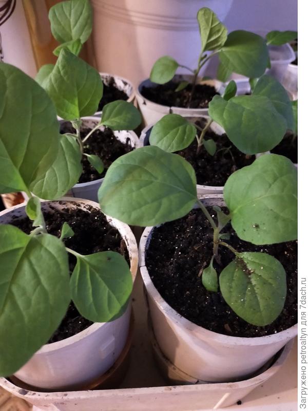 Король Севера (4 апреля)