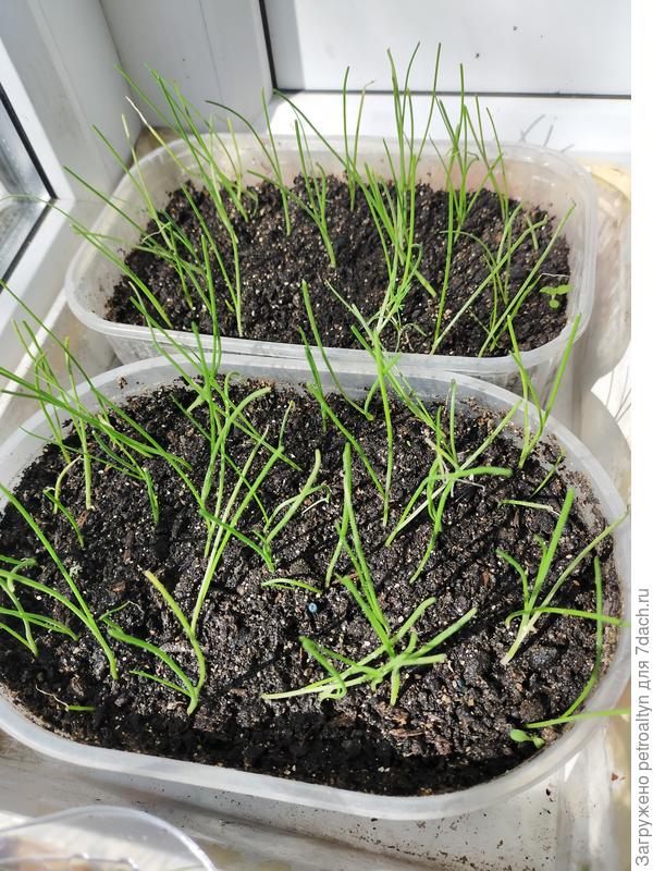 Стерлинг показал неплохую всхожесть. Прямой посев.