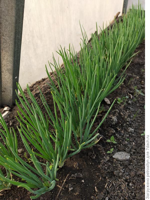 лук семейка для зелени ) в теплице.