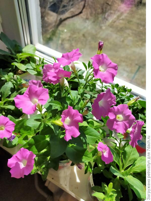 Только одной петунии дала немного процвести в рассаде . Но уже завтра буду стричь