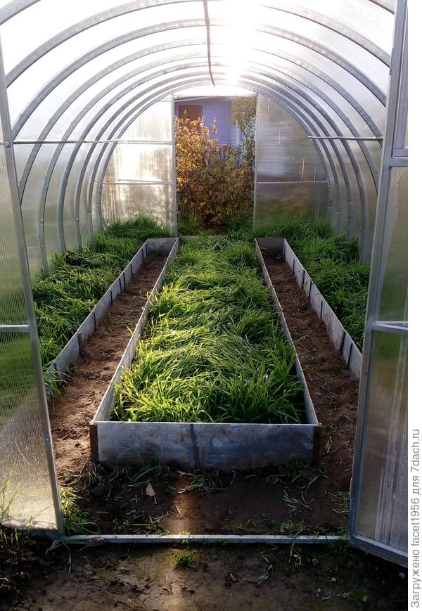 Такая рожь уходит под зиму