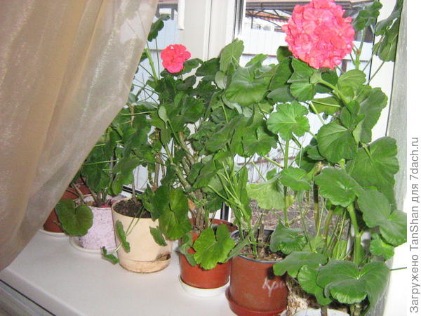 Пеларгония