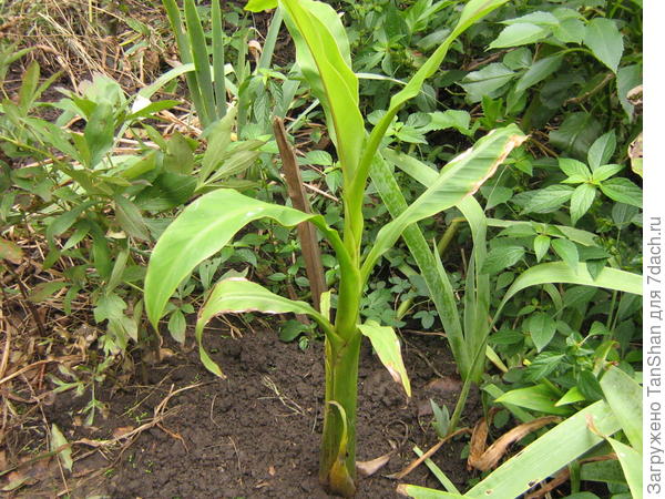 Банан Муза Басио