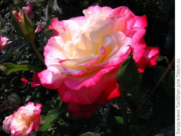 Дабл Делайт