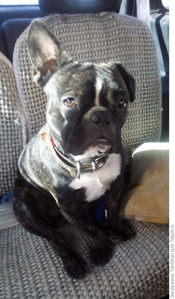 Мойша всех поздравляет с праздником!