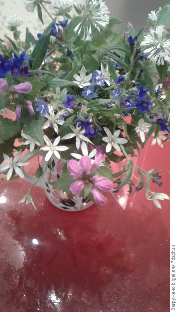 Девочки,а это букетик собрала моя свекровь-приезжала в конце апреля.Простоял больше недели.Тоже просто так не видела красоту клевера-а тут распушился ...!Благодаря вашим обсуждениям я узнала,что вэтом букетике пролеска двулистная.Еще так и не решили с подругой что за цветочек,который синий..не подскажите?