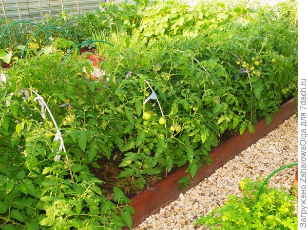 Вот на грядке,кустики действительно невысокие