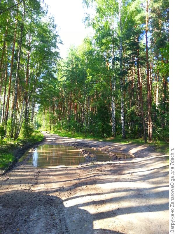лес