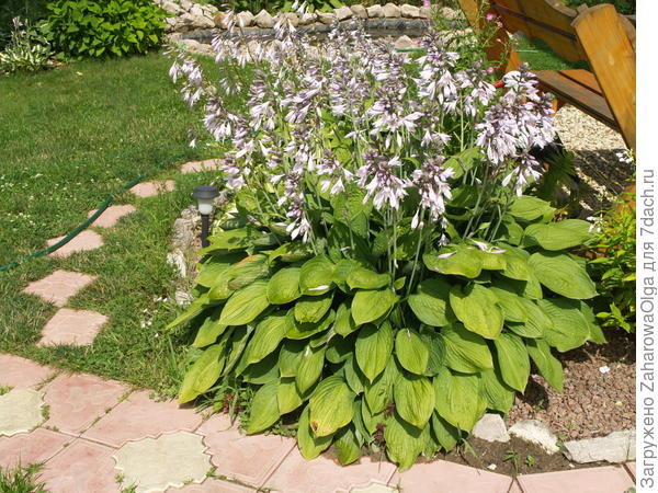 Тань,вот эти хосты