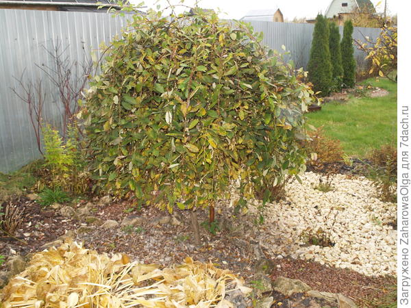 Вот тут уже шапочка обросла.Летом обрежу на половину