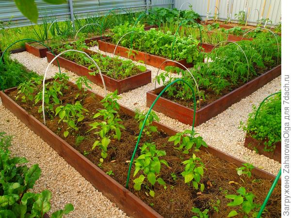 Горчица - зеленое удобрение: в чём польза, посадка, выращивание, применение