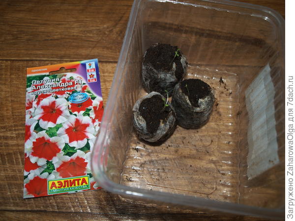 тест