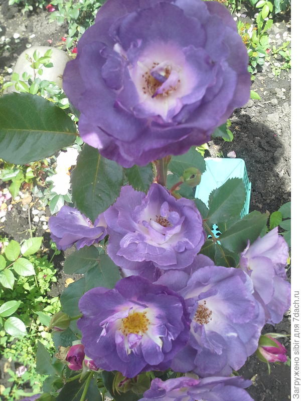 роза Блу фо ю