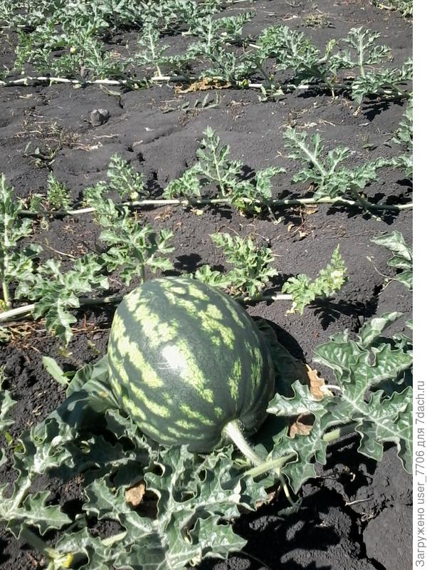 Арбуз