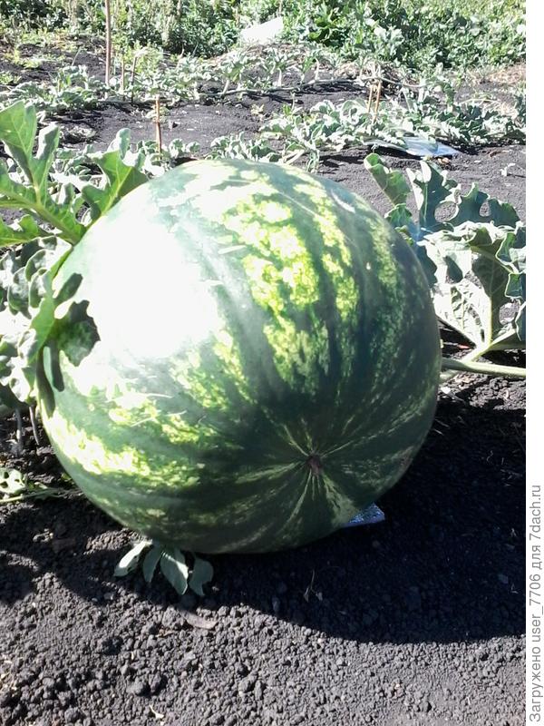 арбуз
