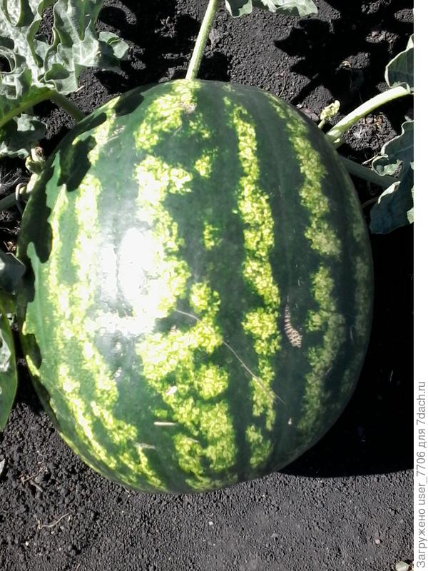 арбуз