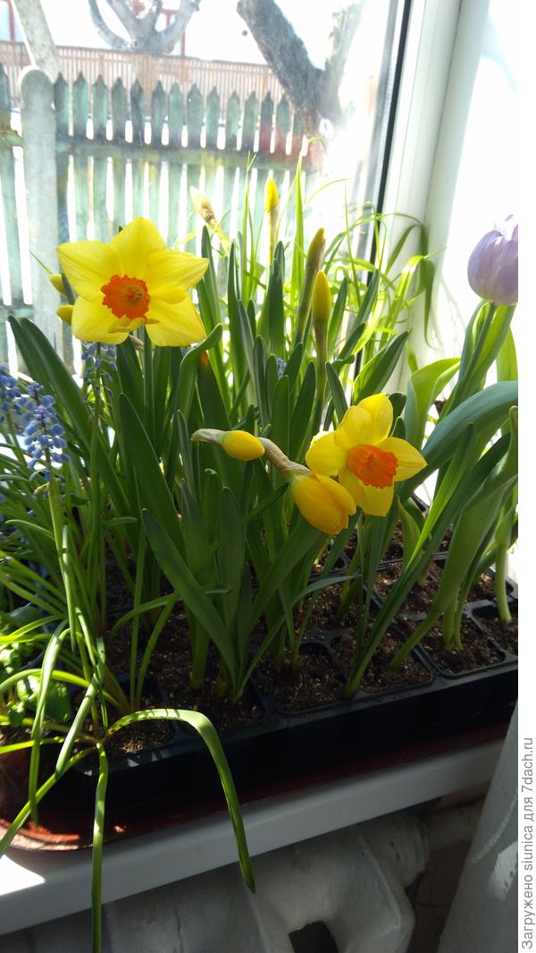 Вот што цвели  из тех луковицы которые я спросила