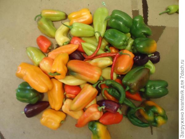 урожай))) на мой взгляд, все-таки лучший перец - оранжевое чудо