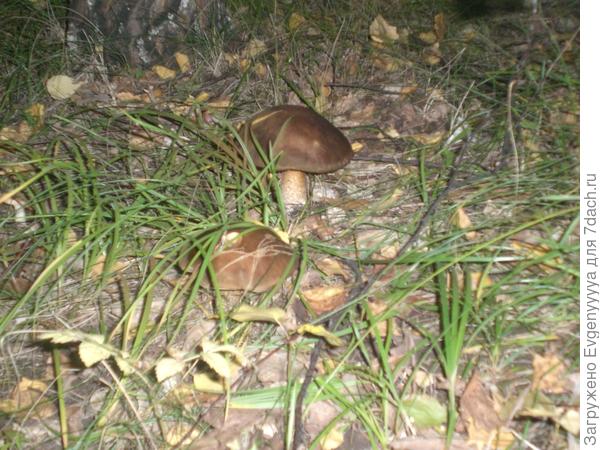 грибочечки