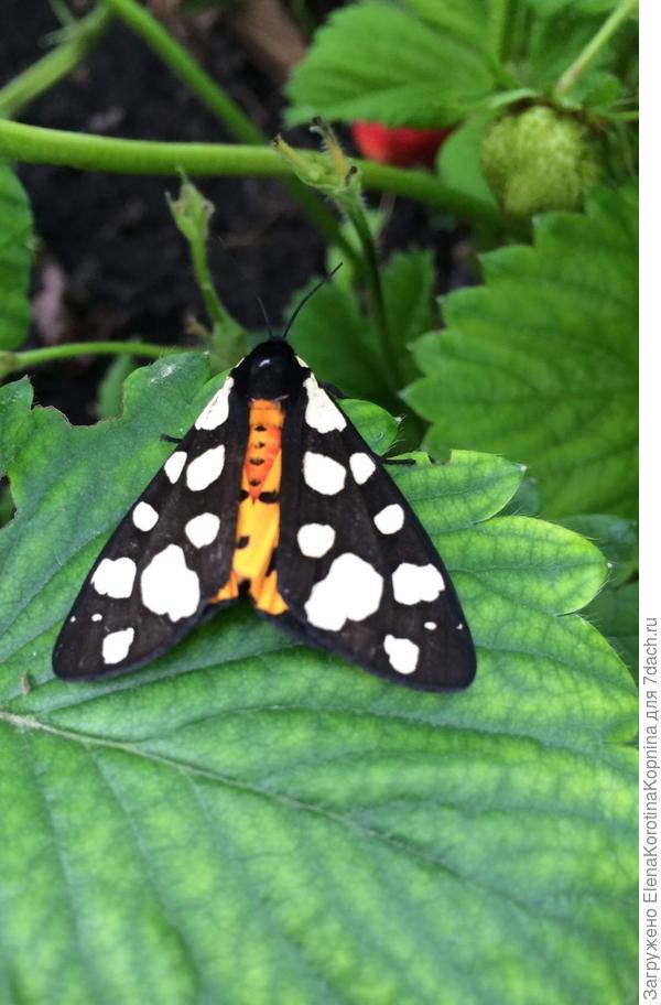 Приземлилась на клубничке